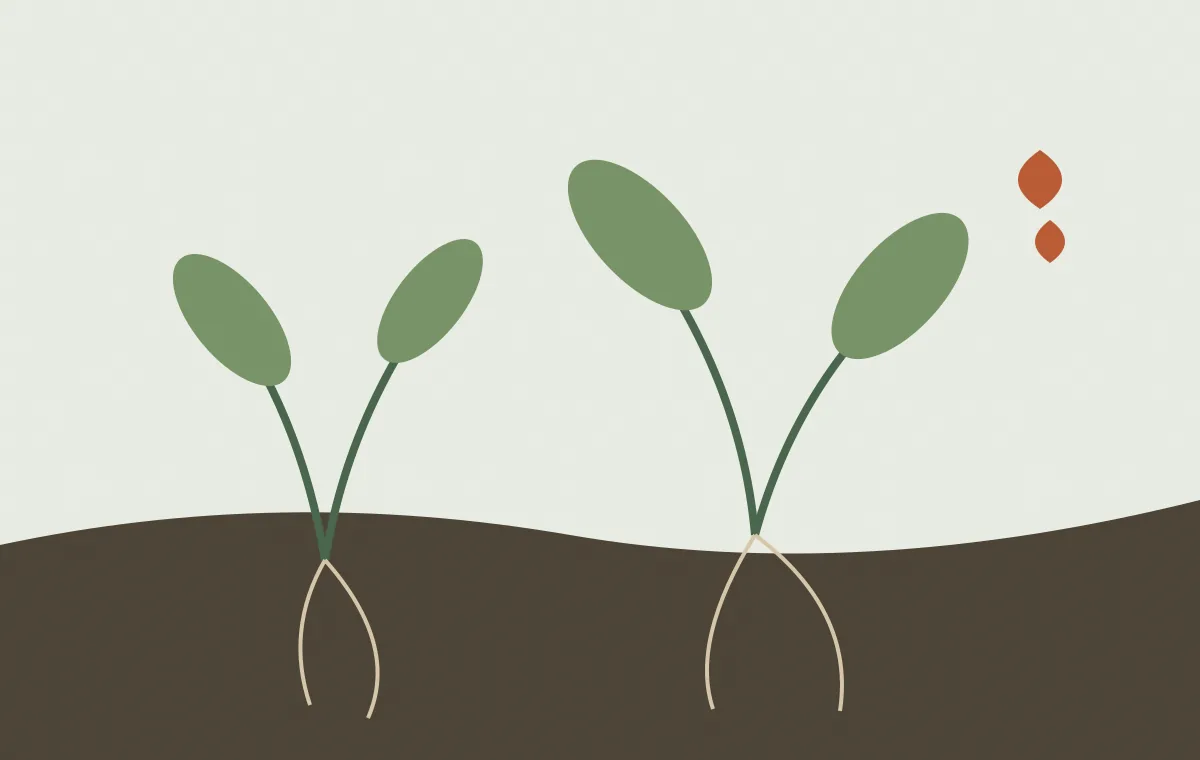 Editorial botanical study of seedlings, underground buds and a wind-carried seed