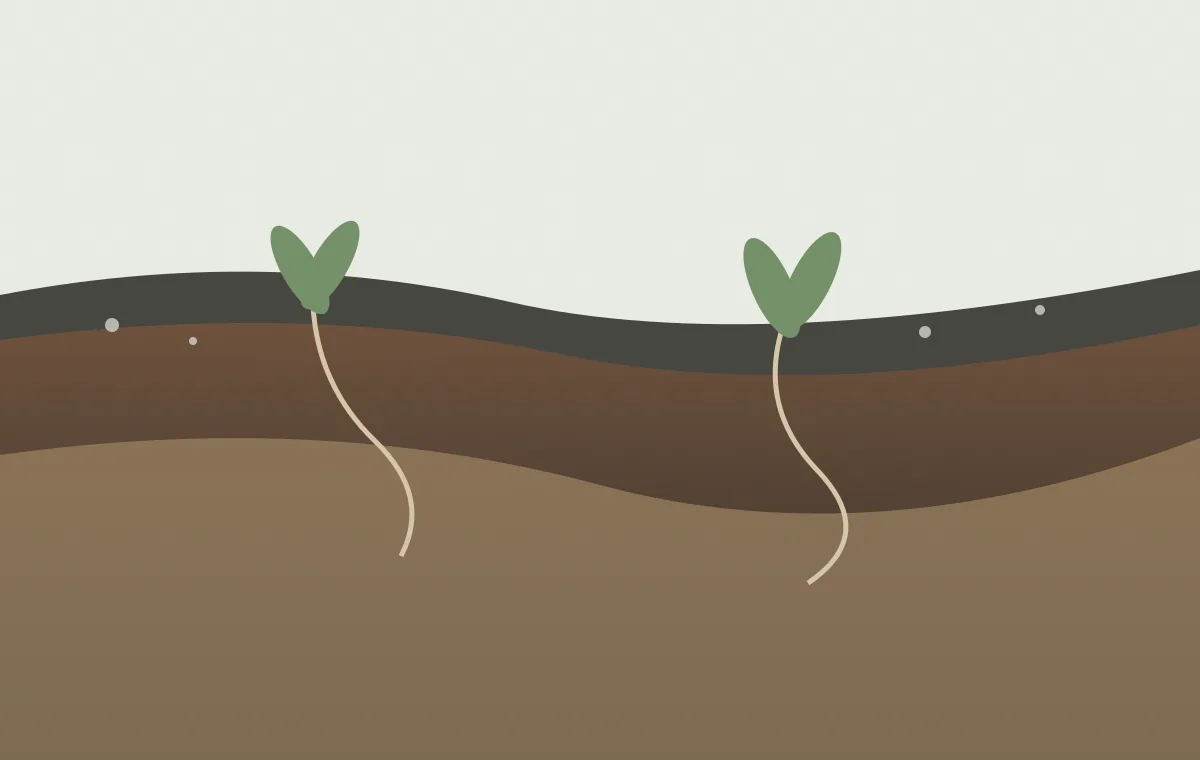 Editorial cutaway of ash, mineral soil, roots and recovering surface vegetation